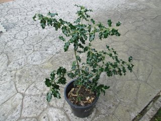 Acebo 3-4 años en maceta
