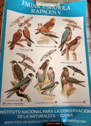 Cartel Fauna Española Rapaces V ICONA