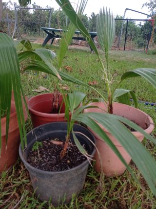 Palmeras variedad  Washingtonia en maceta