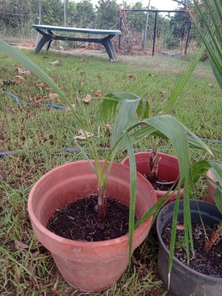 Palmeras variedad  Washingtonia en maceta
