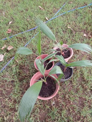 Palmeras variedad  Washingtonia en maceta