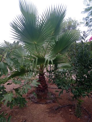 Palmeras variedad  Washingtonia en maceta