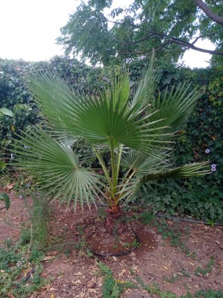 Palmeras variedad  Washingtonia en maceta
