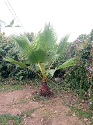 Palmeras variedad  Washingtonia en maceta