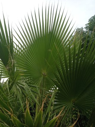 Palmeras variedad  Washingtonia en maceta