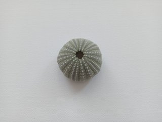 3 Ouriços-de-Mar Coloridos para Decoração