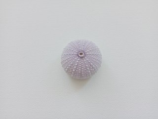 3 Ouriços-de-Mar Coloridos para Decoração