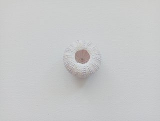 3 Ouriços-de-Mar Coloridos para Decoração