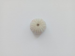 3 Ouriços-de-Mar Coloridos para Decoração