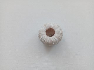3 Ouriços-de-Mar Coloridos para Decoração