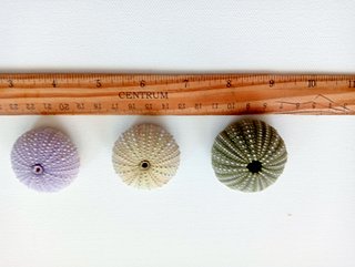 3 Ouriços-de-Mar Coloridos para Decoração