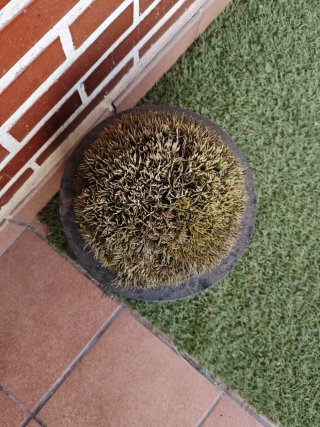 Planta musgo artificial para terraza