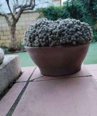 Cactus Mammillaria 50 Años Antigua Joya