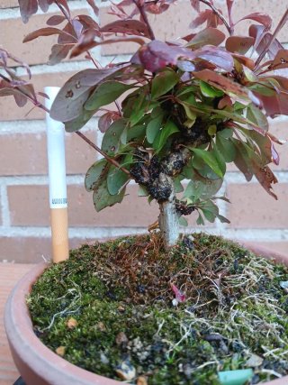 Pre bonsai Berberis Arlequín