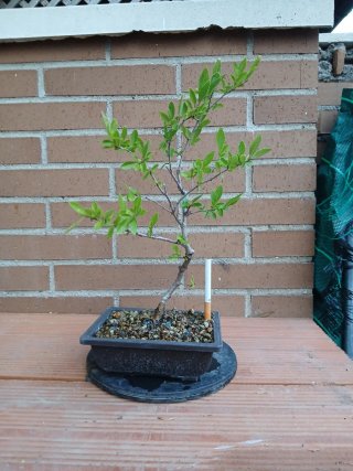 Prebonsai Nire Keyaki 1