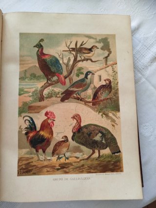"La Vida de los Animales - A.E. Brehm - 5 Tomos