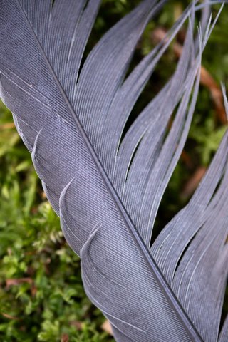 Fujinon XF60mm f/2.4 R MACRO