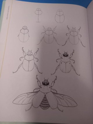 100 aves, mariposas e insectos dibujo realista ...