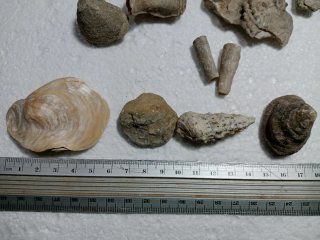 LOTE DE FÓSILES