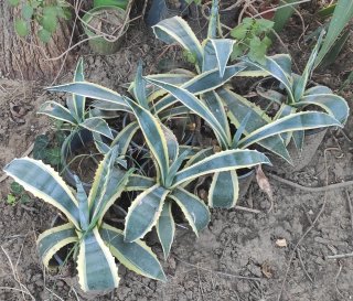 Agave Americana Variegata Pianta