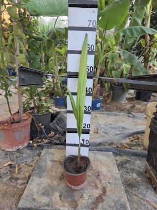 Planta de Cocoplumoso