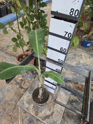 Platanera joven en maceta