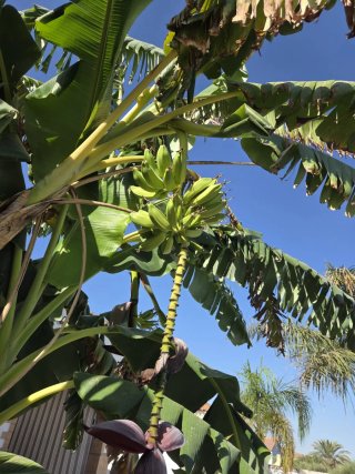 Platanera joven en maceta