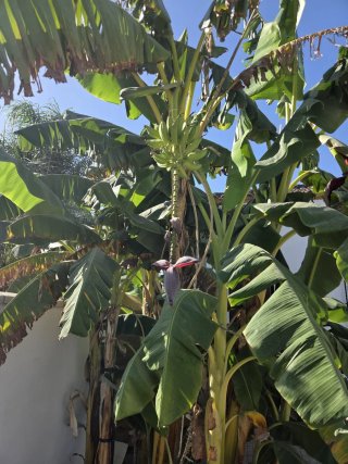 Platanera joven en maceta
