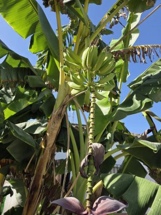 Platanera joven en maceta