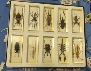 Colección insectos National Geographic