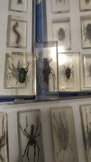 Colección insectos National Geographic