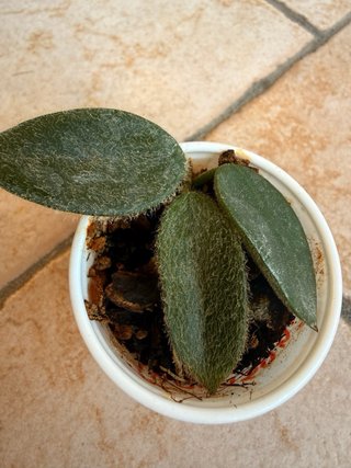 Hoya Thomsonii Pink