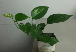 5 Plantas Potos