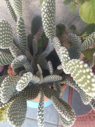 Talee di Opuntia (Cactus)il prezzo è per tre pezzi