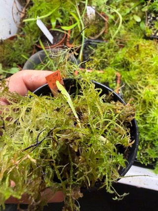 Utricularia