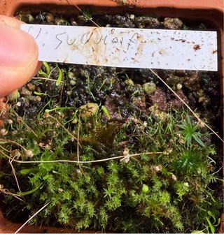 Utricularia