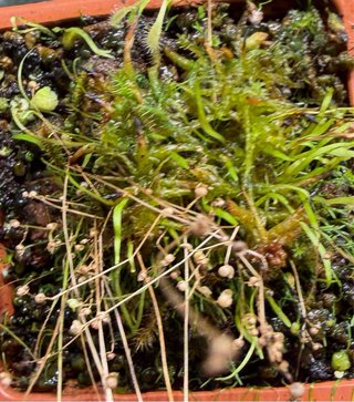 Utricularia