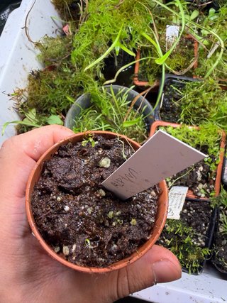 Utricularia