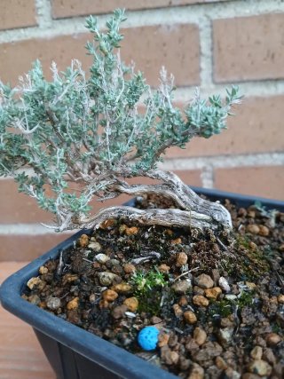 Prebonsai Tomillo