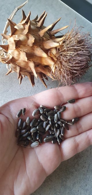 Semillas Cardo Cuajaleches (Cynara Cardunculus)