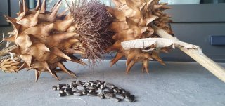 Semillas Cardo Cuajaleches (Cynara Cardunculus)