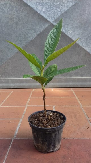 Pianta nespolo giapponese Eriobotrya h 10 15 cm