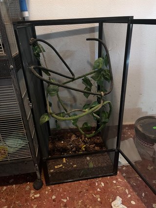Terrario para camaleón