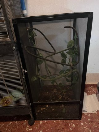 Terrario para camaleón