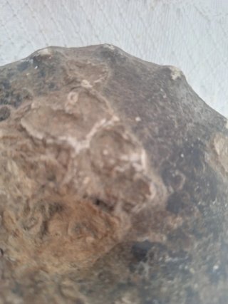 Ammonite Mammites nodosoides fósil