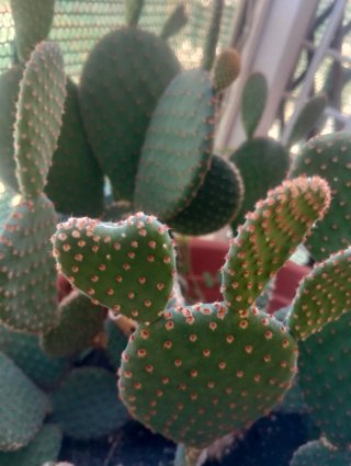 Pianta Opuntia con spine marroni vendo a talea