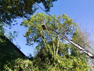 Trabajos de tala y poda de árboles grandes