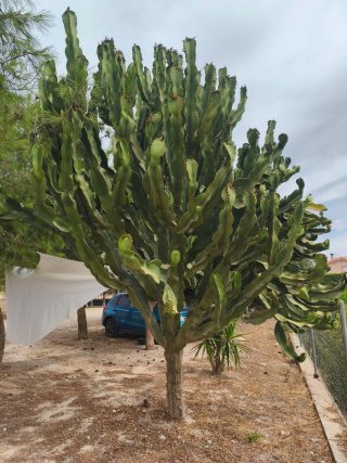 Esquejes de cactus candelabro a medida