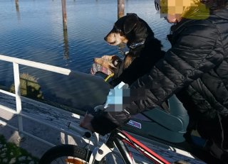 Transportín para Perros Buddyrider para Bicicleta.