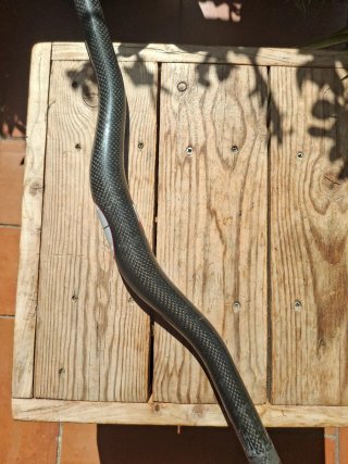 Manillar MEREK Carbon 64.5cm 31.8mm Doble Altura